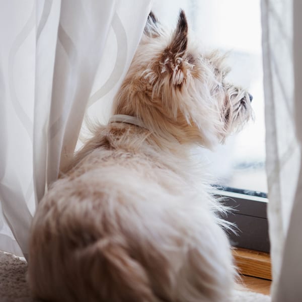 Pet Separation Anxiety in Oak Park: White Dog Looking Out of Window