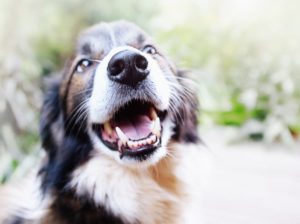 bad breath in a dog