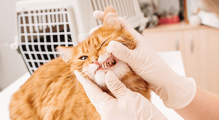 vet examining cat's teeth