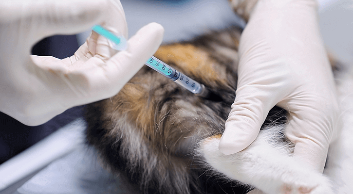 cat receiving vaccine shot