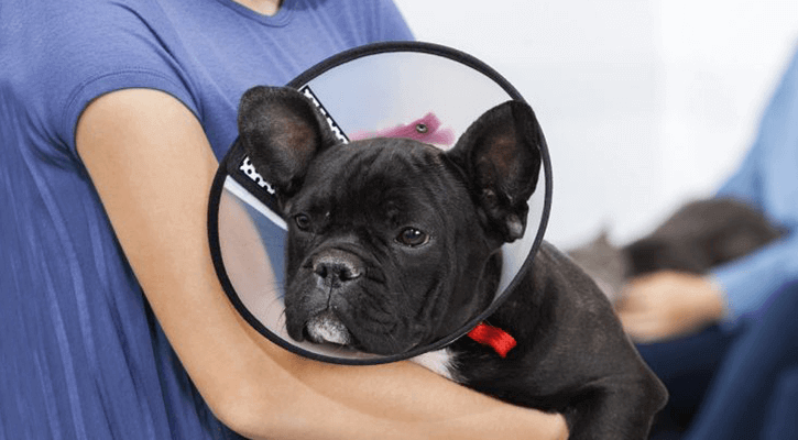 dog in cone collar