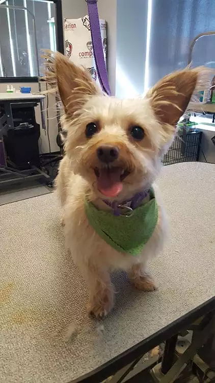 little dog at groomers