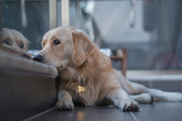 signs of cancer in pets