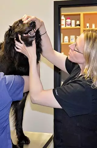 vet examining dog's teeth