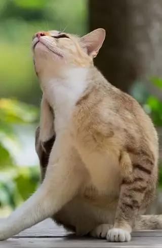 cat scratching behind ear
