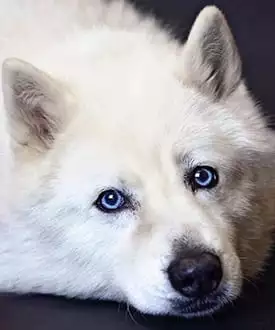 Face of a white dog with blue eyes