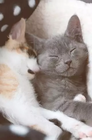 Two cats cuddling