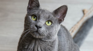 Face of gray cat with green eyes