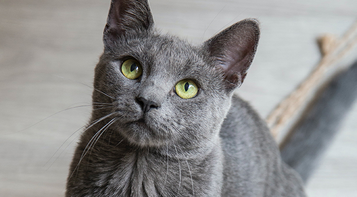 Face of gray cat with green eyes
