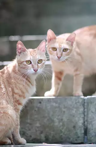two orange cats on stairs