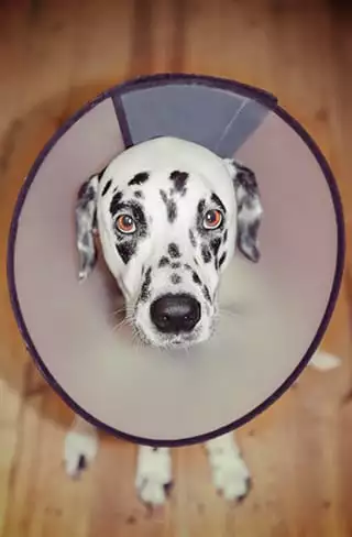 Dalmatian in cone collar