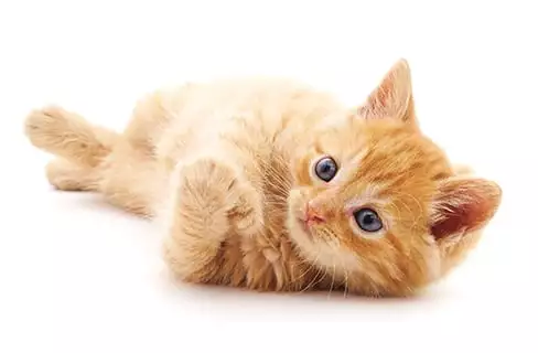 orange cat laying on ground