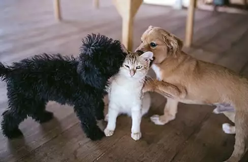 two dogs smelling a cat